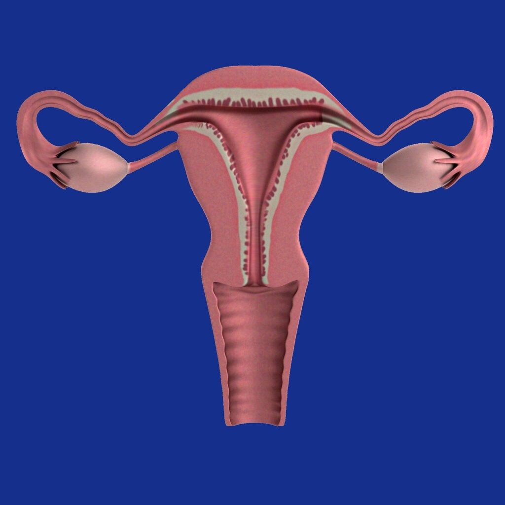 uterus diagram
