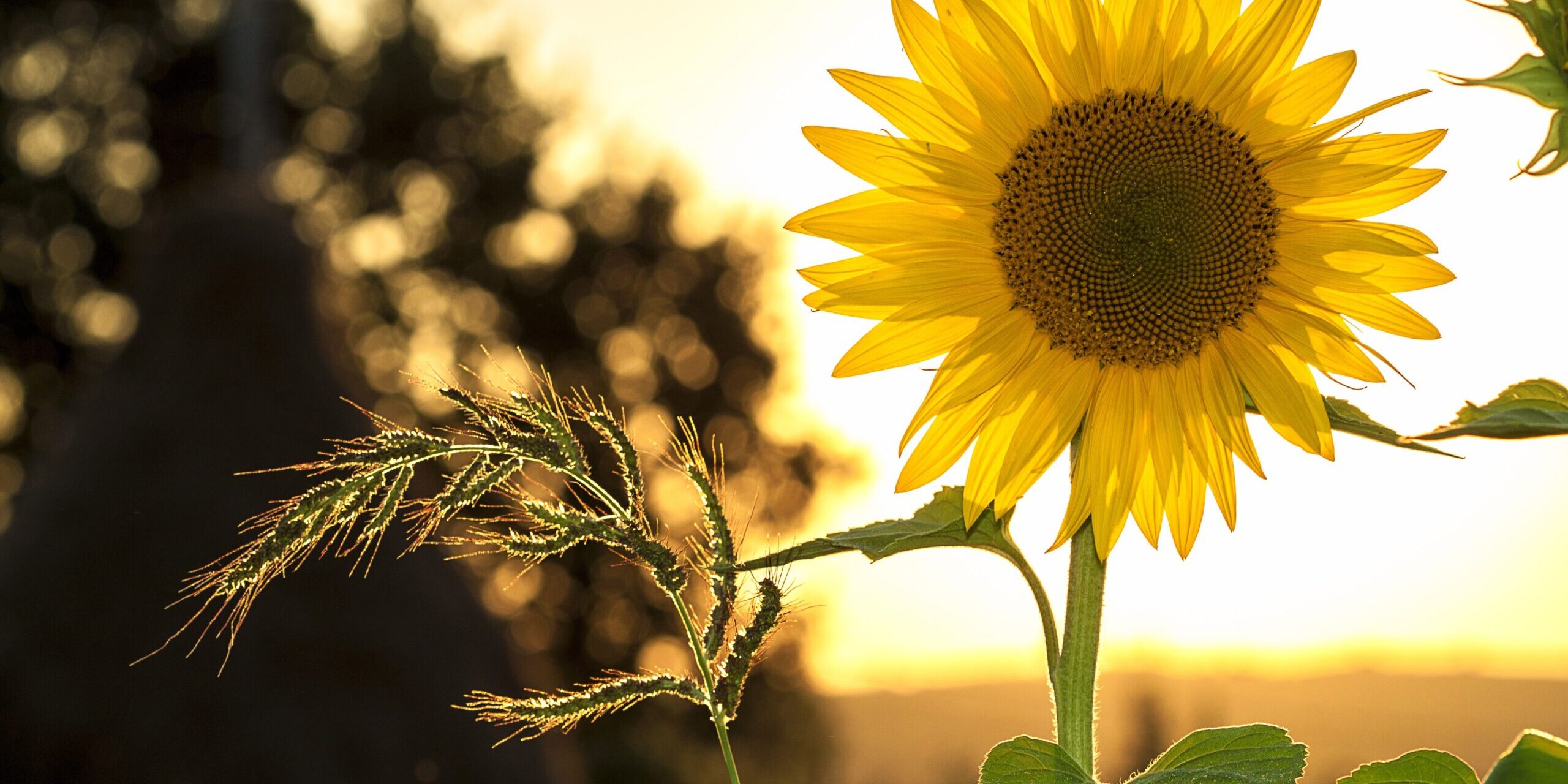 pexels-pixabay-33044 (1) sunflower