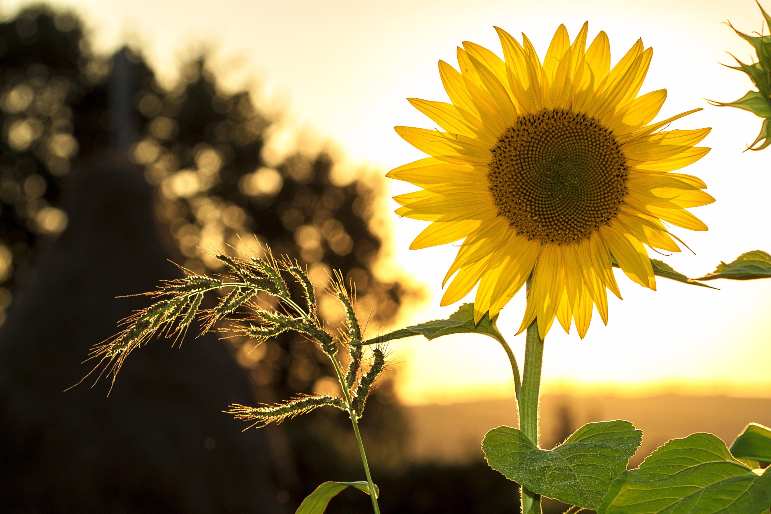 pexels-pixabay-33044 (1) sunflower